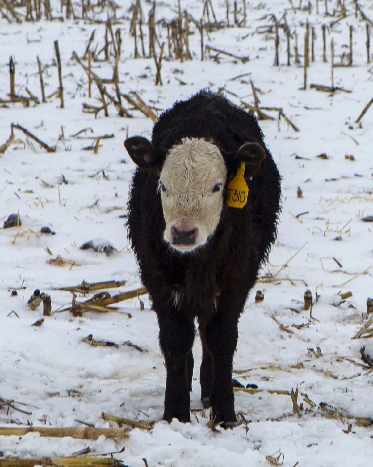 T310 Black Hereford Steer