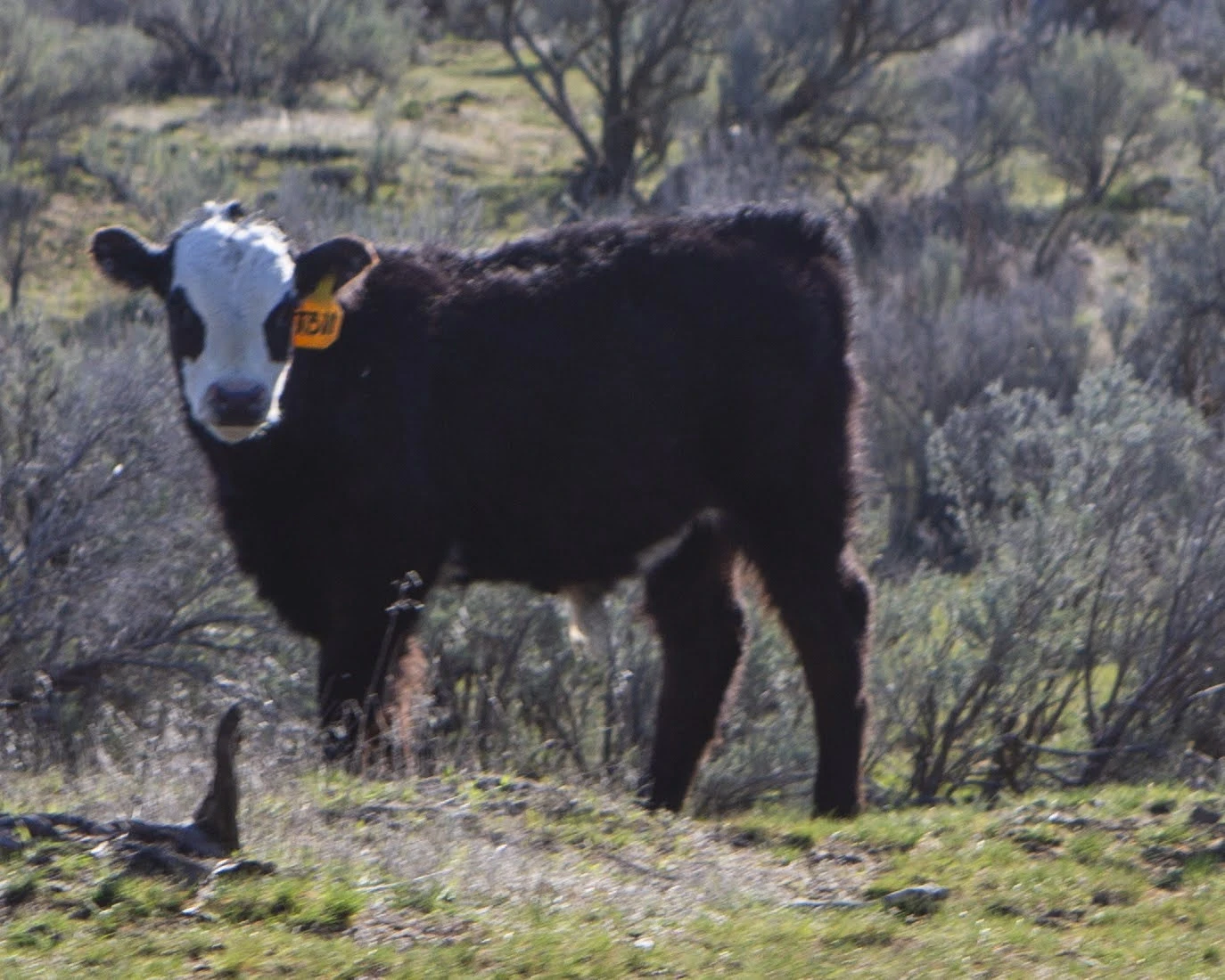 T311 Black Hereford Steer