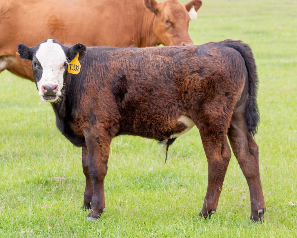 T312 Black Hereford Steer