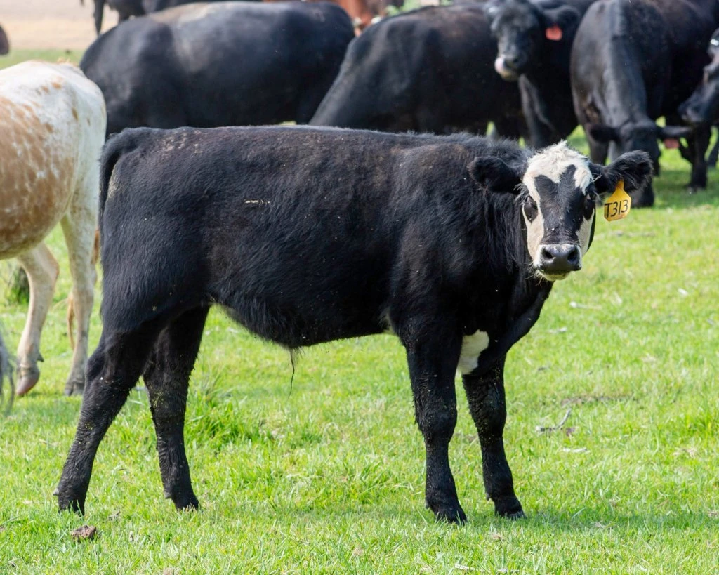 T313 Black Hereford Bull