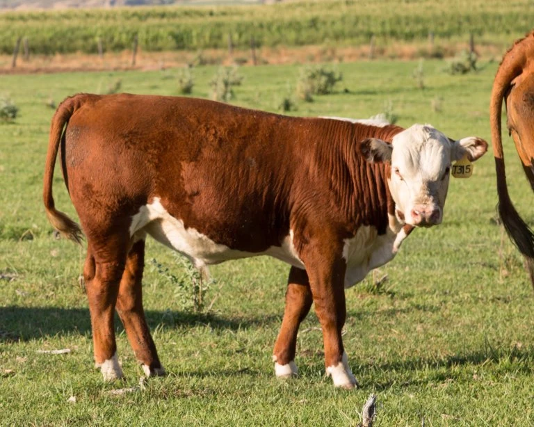 KT 569G DOMINO GOLD RUSH 315  Hereford Bull