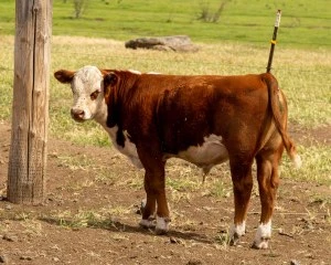 KT 569G GOLD RUSH 316 Hereford Bull
