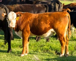 KT 569G DOMINO GOLD RUSH 317 Hereford Bull