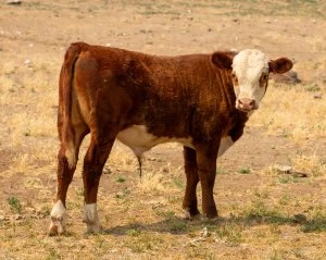 KT 858F BROADWAY ADVANTAGE 318 Hereford Bull