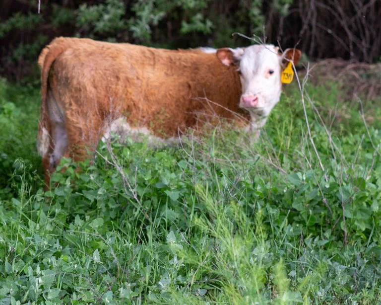 KT 2004 DOMINO 319 Hereford Steer