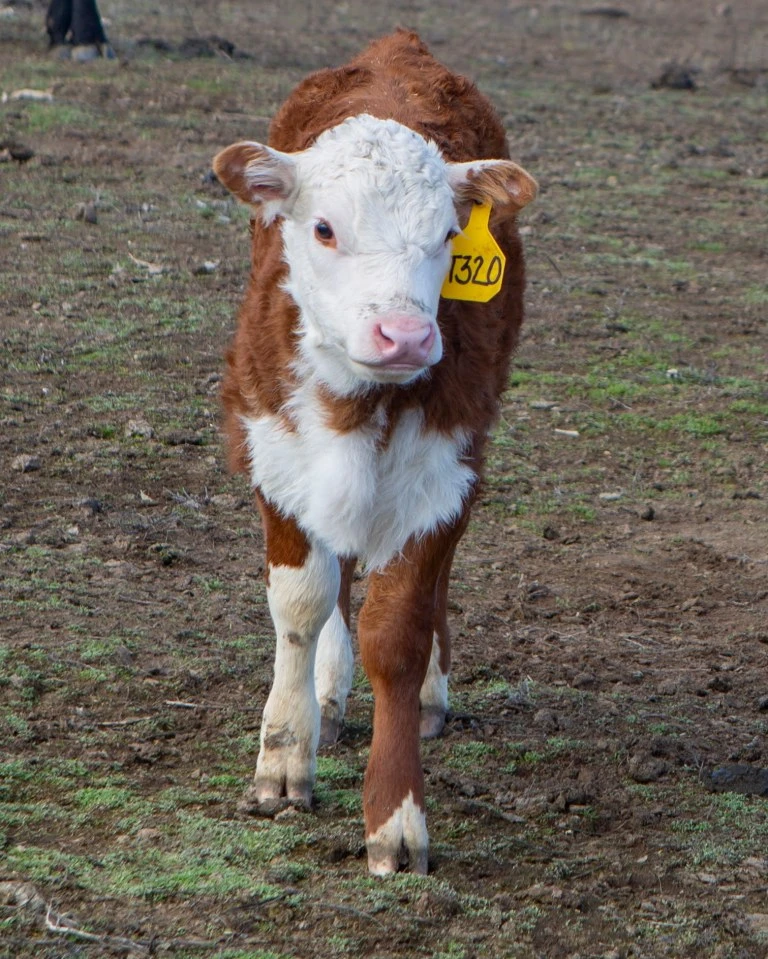 KT 569G GOLD RUSH 320 Hereford Bull