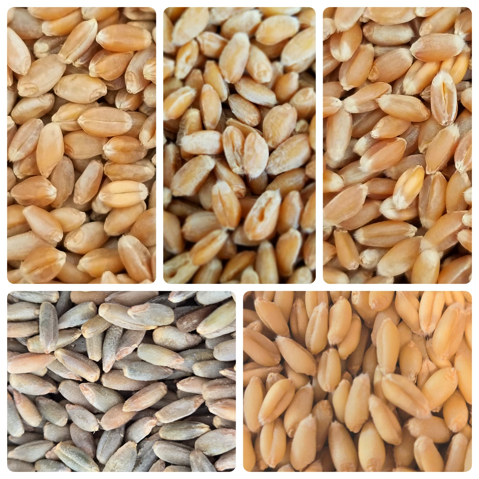 5 Grain Seasonal Sampler - Includes Shipping